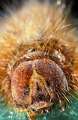 lasiocampidae chenille